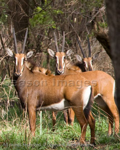 Sable Antilope