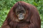 Animals & wildlife