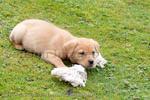 Domestic Animals