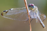 Insects