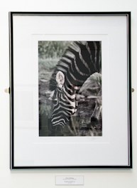 A3 Prints - Large 55.5x73cm [22x29 in] Mounted or framed