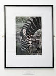 A3 Prints - Large 55.5x73cm [22x29 in] Mounted or framed